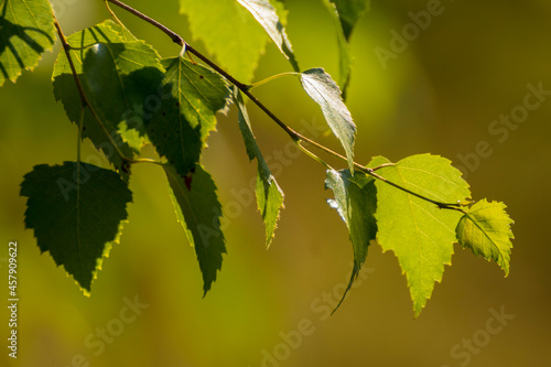 green birch leaves on the background of green nature