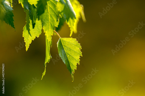 Fototapeta Naklejka Na Ścianę i Meble -  green birch leaves on the background of green nature