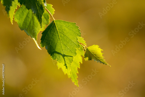 Fototapeta Naklejka Na Ścianę i Meble -  green birch leaves on the background of green nature