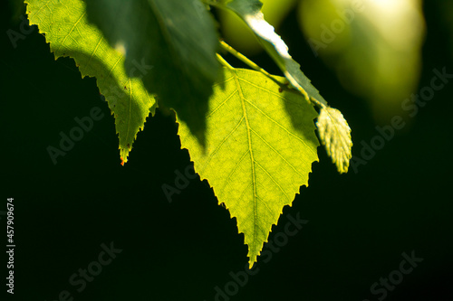 Fototapeta Naklejka Na Ścianę i Meble -  green birch leaves on the background of green nature