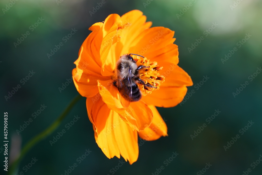 Closeup of bee on orange flower Closeup of bee on orange flower