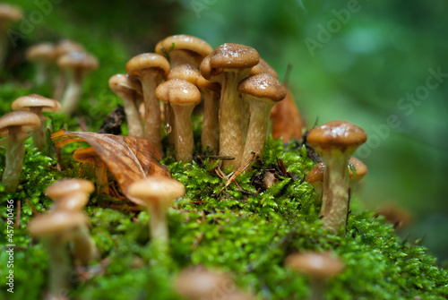 mushrooms growing on moss