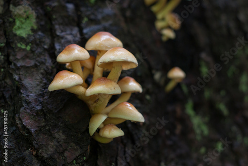 mushrooms on the tree trunk