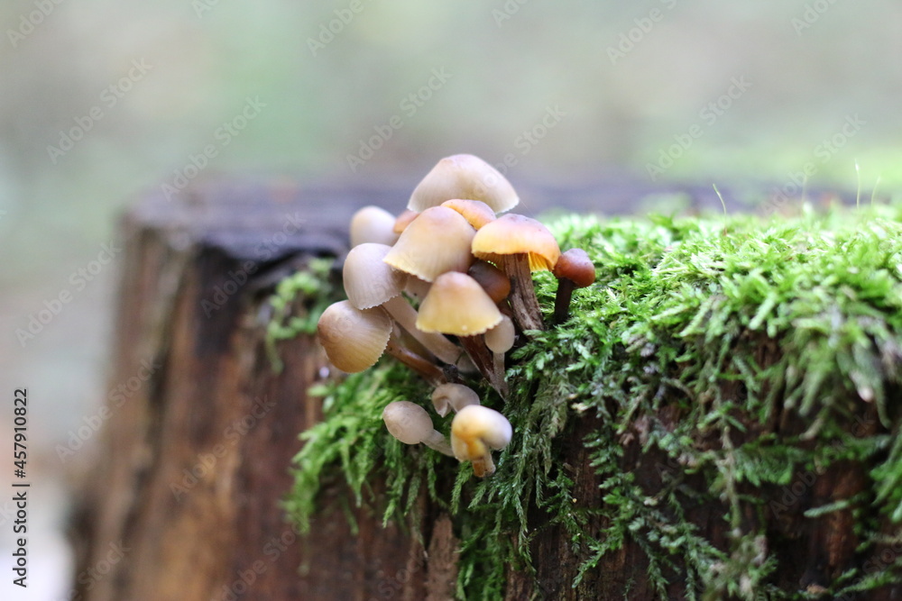 false honeydew on a tree stump false honeydew on a tree stump