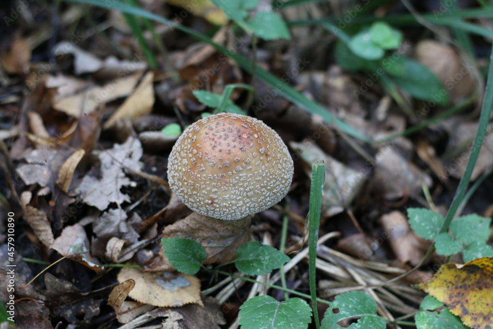 a lonely mushroom growing in the forest near the stump a lonely mushroom growing in the forest near the stump