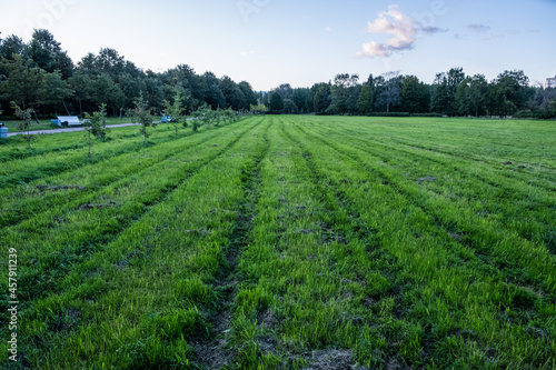 Panorama of a large  green meadow. The dense grass is cut evenly. Day. Autumn. Russia.