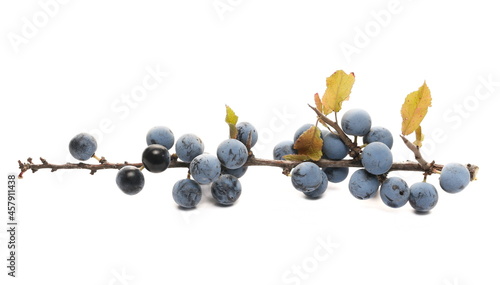 Fotografie Fresh blackthorn berries with twig, prunus spinosa isolated on white background