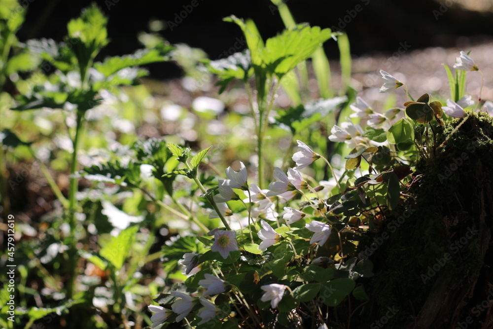 white flowers bloom in the forest in the sunlight white flowers bloom in the forest in the sunlight