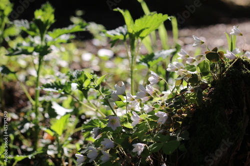 white flowers bloom in the forest in the sunlight