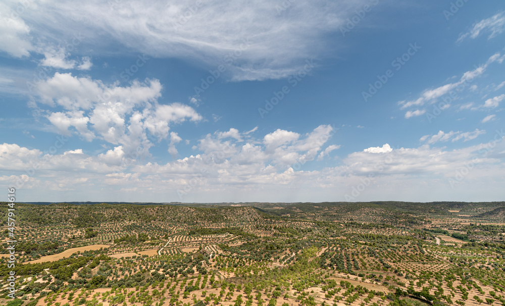 Countryside landscape with olive trees up to the horizon