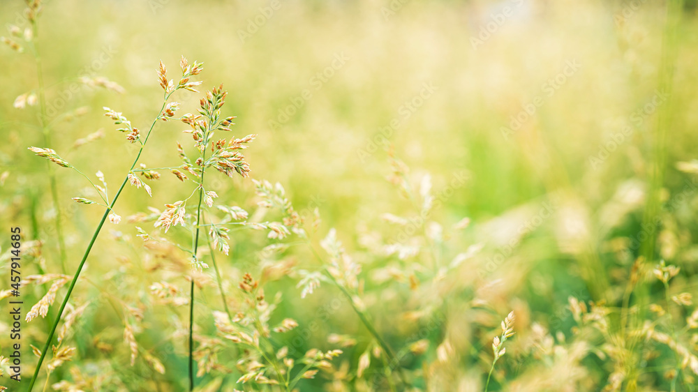 Beautiful golden and green grass in the meadow in the morning at dawn background. Beautiful golden and green grass in the meadow in the morning at dawn background.