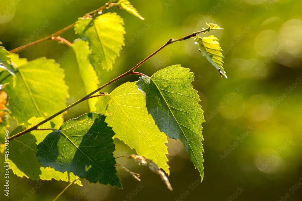 green birch leaves on the background of green nature green birch leaves on the background of green nature