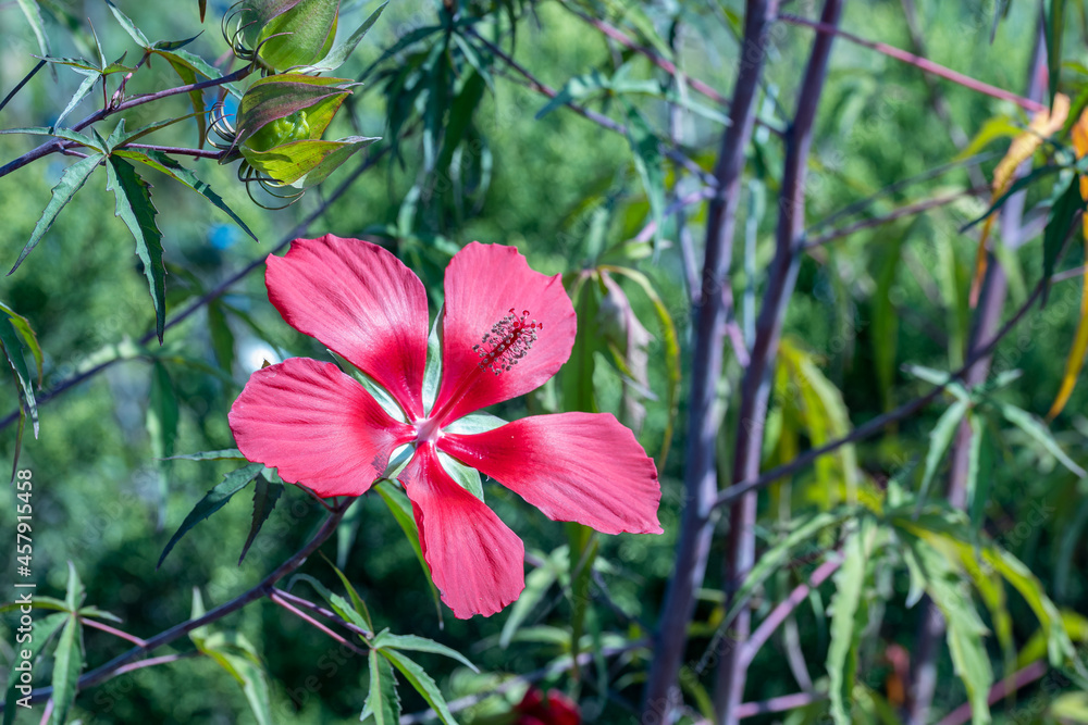 Hibiscus rosasinensis, known colloquially as Chinese hibiscus, China rose, Hawaiian hibiscus