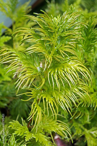 Green fern leaves on garden 