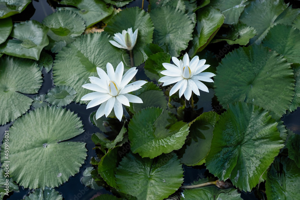 Bright white flowers of a white water lily in a water of pond.