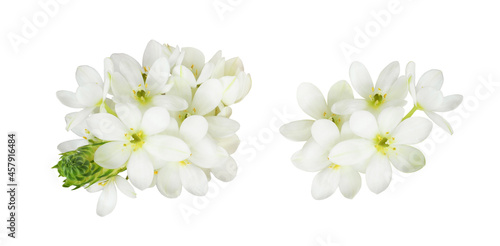 Set og white ornithogalum flowers isolated