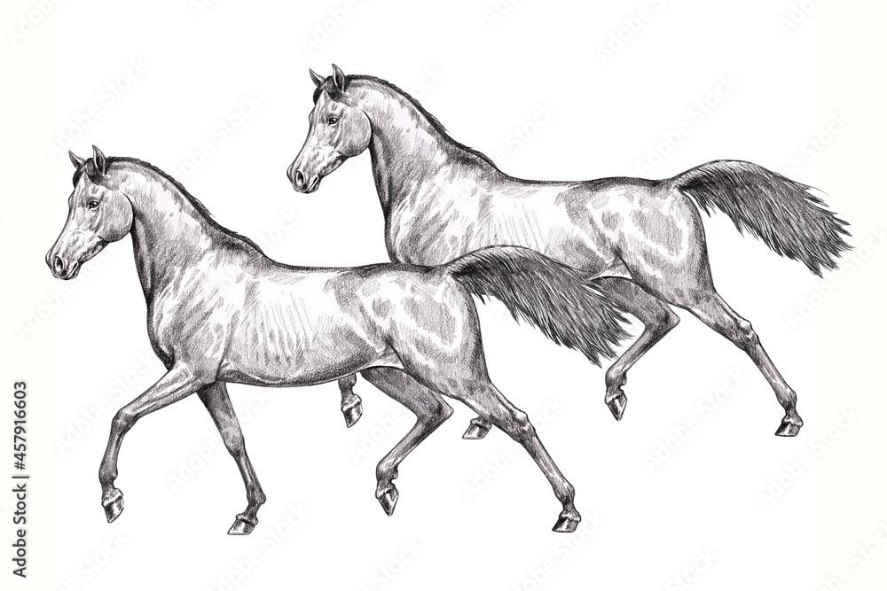 Fototapeta premium Beautiful arabian horses. Pencil portrait of a horse. Equine drawing. 