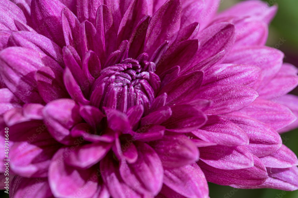 Macro shot of a purple flower Macro shot of a purple flower