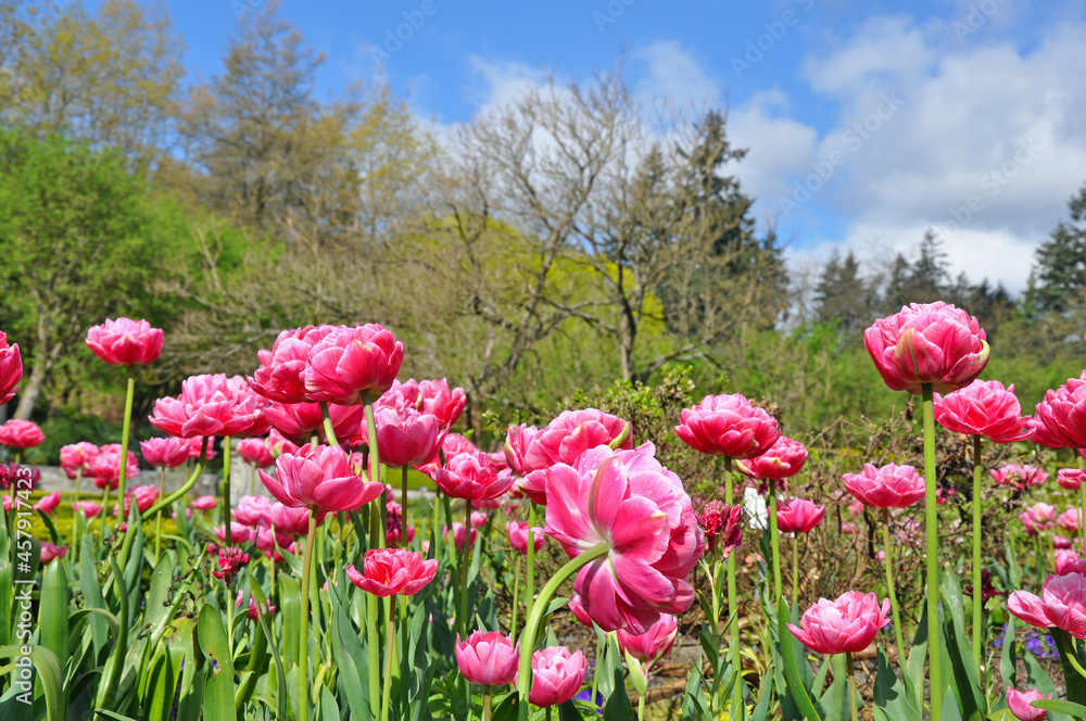 Pink spring tulips and trees landscape