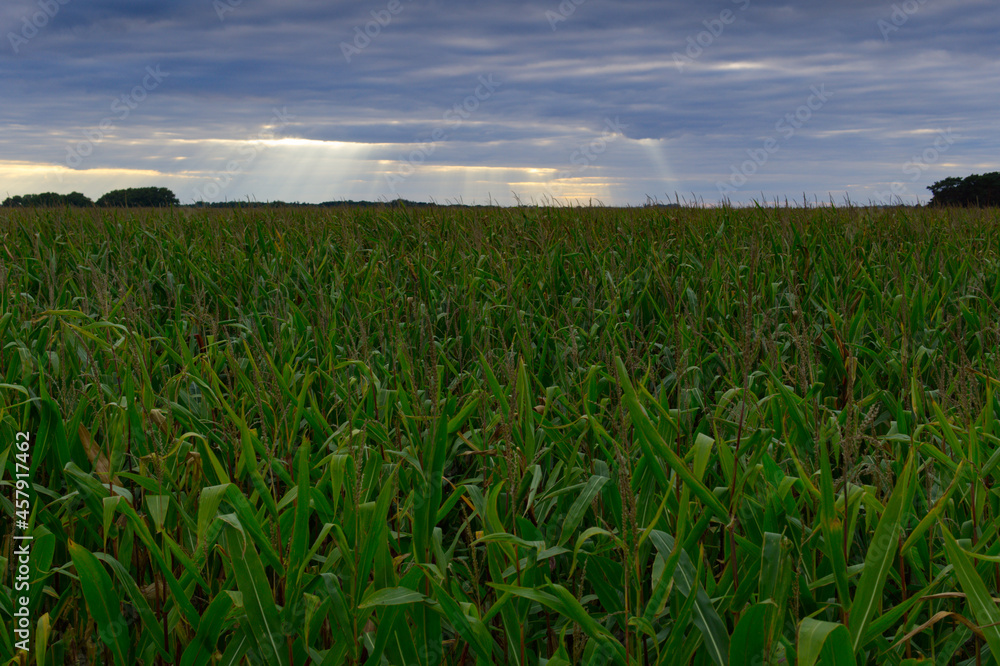 a large field of maize before harvest during sunset in a cloudy sky, the sun's rays illuminating the field of ready-to-harvest maize a large field of maize before harvest during sunset in a cloudy sky, the sun's rays illuminating the field of ready-to-harvest maize