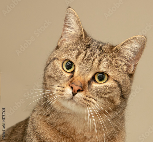 Stray cat portrait © purrfectphotographs