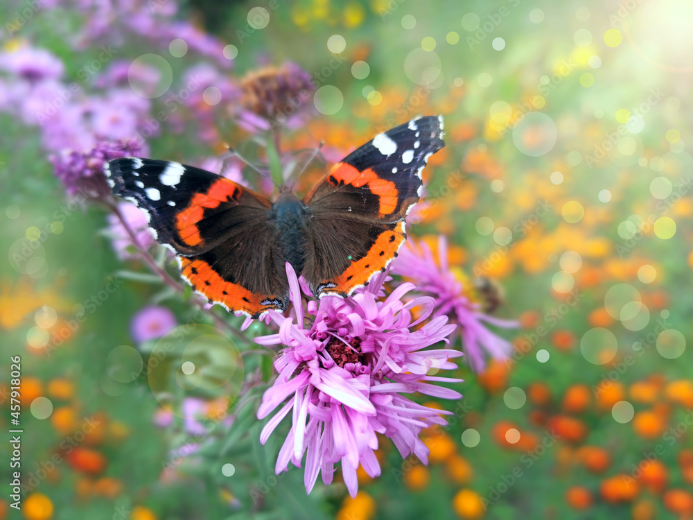 Macro of butterfly Vanessa atalanta collecting nectar on asters in sunny rays Macro of butterfly Vanessa atalanta collecting nectar on asters in sunny rays