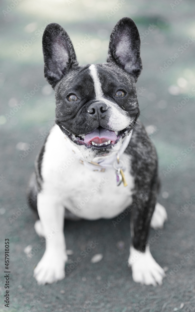 1-Year-Old Brindle White Frenchie Female Puppy. Off-leash dog park in Northern California.