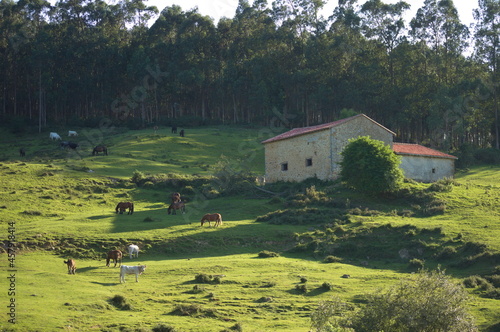 A beautiful green valley in the mountains of Cantabria,  Spain 