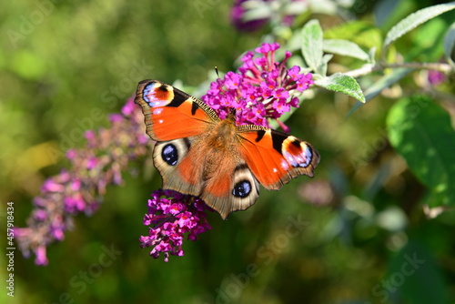 Peacock Butterfly, U.K. Summer Lepidoptera.
