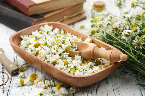 Wooden bowl of plucked daisy flowers, wooden scoop of Chamomile buds. Bunch of daisy flowers, oil or tincture bottle and old books on background. Alternative medicine.