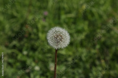 Alone dandelion in the grass