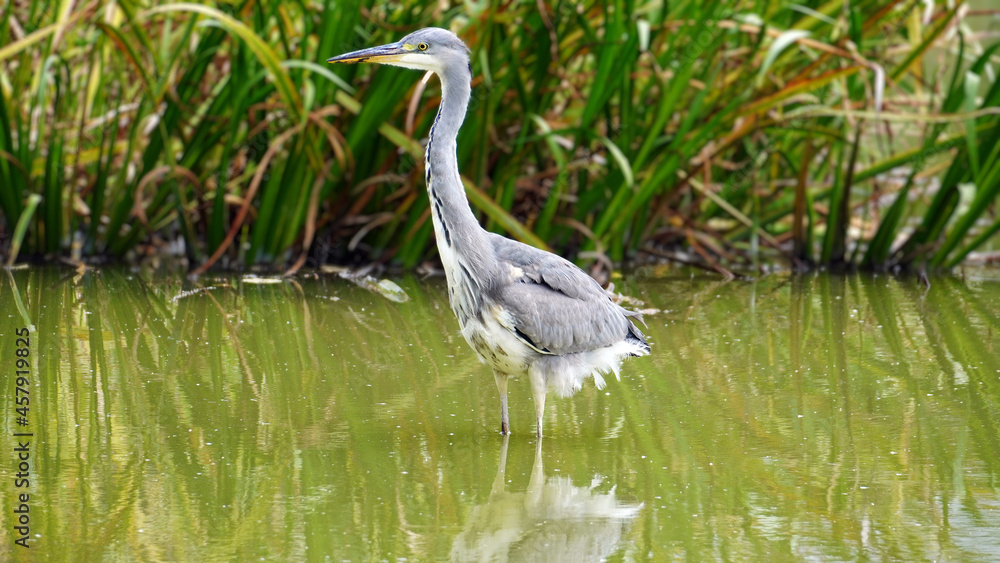 Naklejka premium Heron