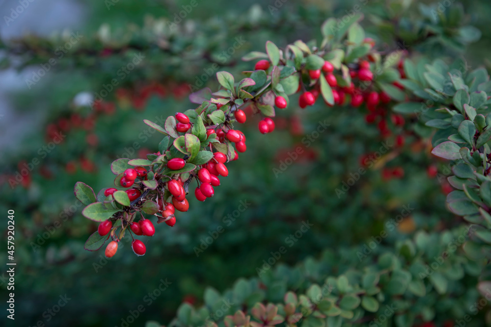 A barberry bush with bright fruits in the garden. Bright red barberry berries on a branch. Soft focus