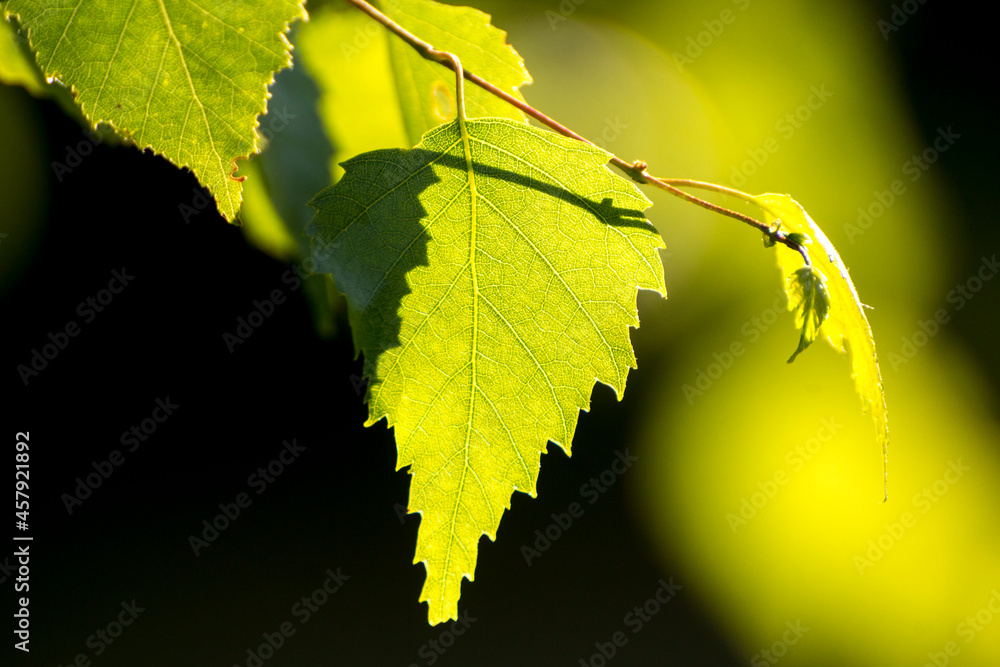 green birch leaves on the background of green nature - obrazy, fototapety, plakaty 