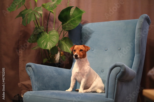 Pies na fotelu. Jack Russell Terrier. Dog on the armchair. © jpjariz