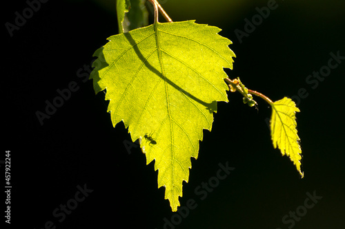 Fototapeta Naklejka Na Ścianę i Meble -  shadow of an ant on the green leaf of a birch