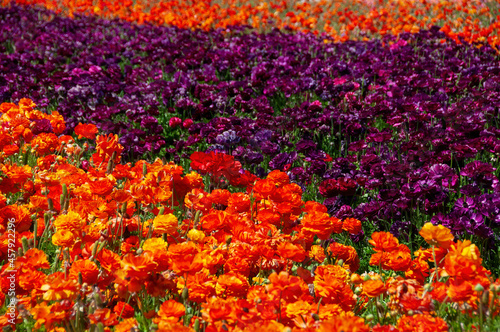 The Flower Fields at Carlsbad Ranch © Camille Lamoureux