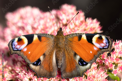 peacock butterfly sitting on a flower