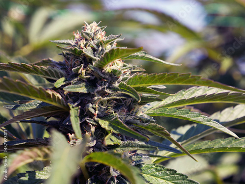 Biscotti Cannabis Flower close to harvest in on legal California cannabis farm Fototapeta