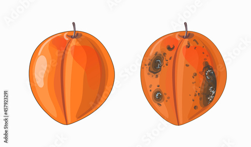 Set of two apricots in cartoon style in orange color. Good apricot and rotten. Stock vector illustration isolated on a white background.