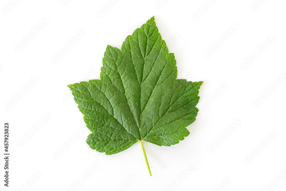 Fototapeta premium Currant leaf isolated on white background