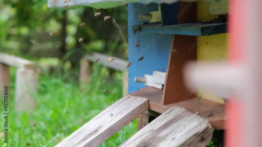 Swarm of honey bees flying around beehive.The bees returning from collecting honey fly back to the hive. Bees flying, slow-motion. Honey Bee flying around Beehive with blurred background Swarm of honey bees flying around beehive.The bees returning from collecting honey fly back to the hive. Bees flying, slow-motion. Honey Bee flying around Beehive with blurred background