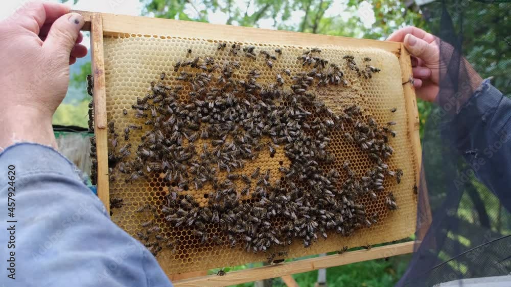 Beekeeper holding a honeycomb full of bees. Beekeeper inspecting honeycomb frame at apiary. Colorful perga. Honeycomb with bee bread. Swarm of bees working on a honeycomb carries honey and nectar. Beekeeper holding a honeycomb full of bees. Beekeeper inspecting honeycomb frame at apiary. Colorful perga. Honeycomb with bee bread. Swarm of bees working on a honeycomb carries honey and nectar.