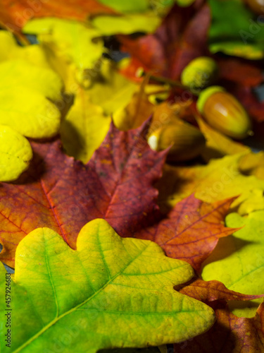 bright autumn leaves and acorns background with place for text