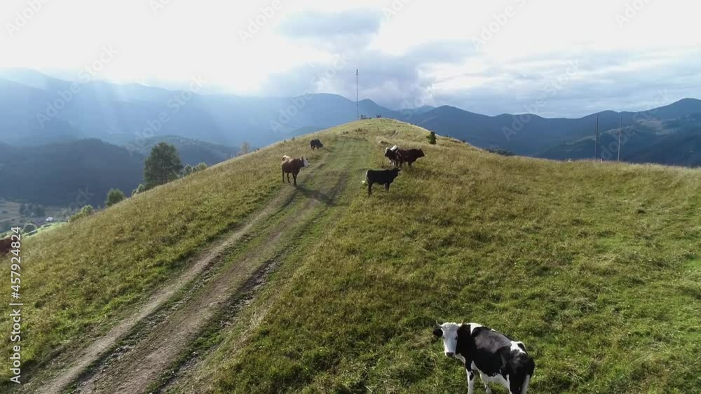 Herd of cows grazing, they stand on the fields of the mountain. Cows grazing on meadow Carpathian Mountains, Ukraine. Picturesque day, gorgeous scene. happy cows resting on pasture in mountains 4k Herd of cows grazing, they stand on the fields of the mountain. Cows grazing on meadow Carpathian Mountains, Ukraine. Picturesque day, gorgeous scene. happy cows resting on pasture in mountains 4k