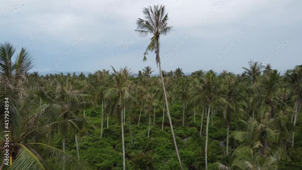 Aerial fly over coconut tree plantation in natural Aerial fly over coconut tree plantation in natural