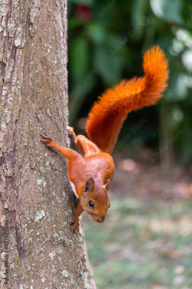 squirrel in the park