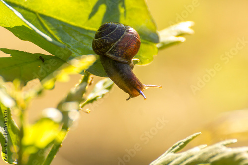 Obraz na płótnie little brown snail on a green oak leaf w salonie