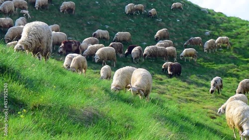 Herd of sheep grazes on high-mountainous green hills, located near scenic mountain road from Zabljak to Pluzine through Prevoj Sedlo pass. Durmitor National Park. Montenegro. photo