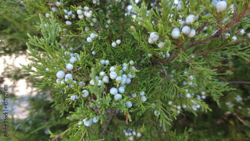 Close-up Juniper Berries Blue Purple Evergreen Branch Green Generic